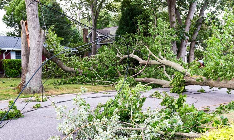 Storm, Hazard, or Emergency Cleanup