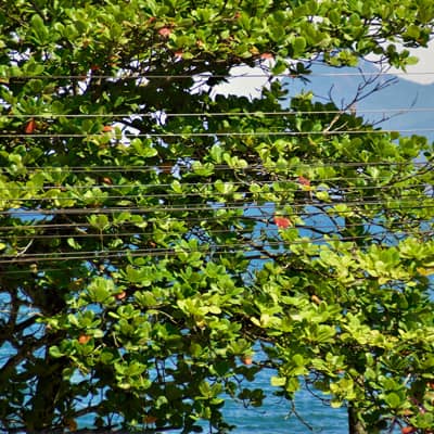 Tree Cleanup and Wood Disposal